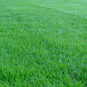 A basic knowledge of soils and soil fertility can play a large part in determining crop yields and returns